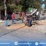 Municipio de Vallenar retira árbol por presentar inminente peligro de caída
