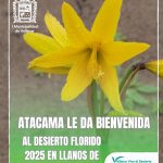 ATACAMA LE DA LA BIENVENIDA AL DESIERTO FLORIDO 2025 EN LLANOS DE CHALLE