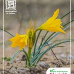 EL DESIERTO FLORIDO AD PORTAS DE SU MÁXIMO ESPLENDOR