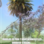 TRABAJOS DE PODA Y MANTENCIÓN EN PLAZA AMBROSIO OHIGGINS